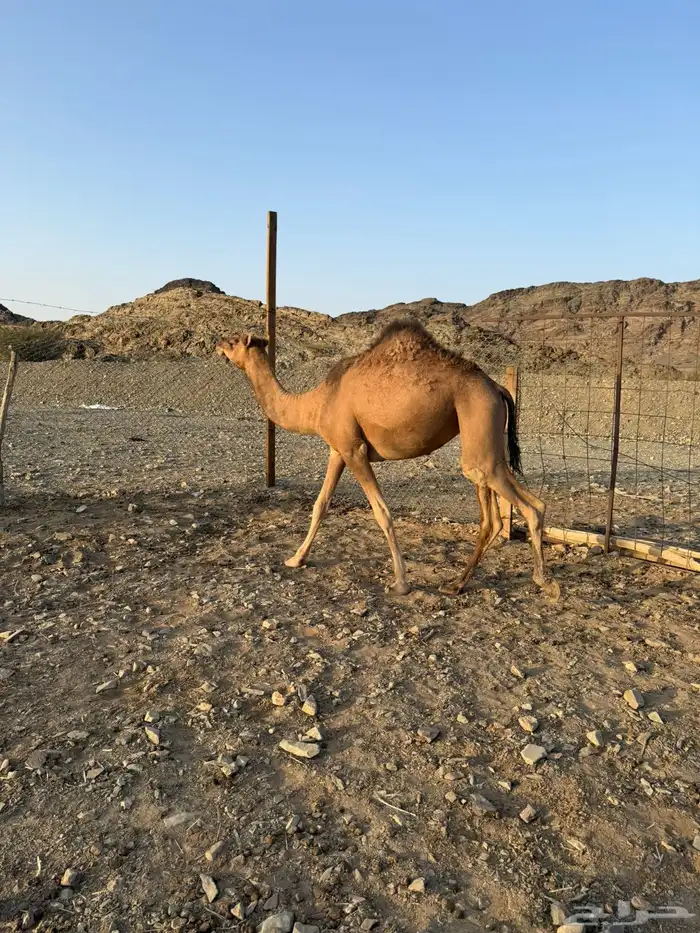 بكره حمرا لقيه 7