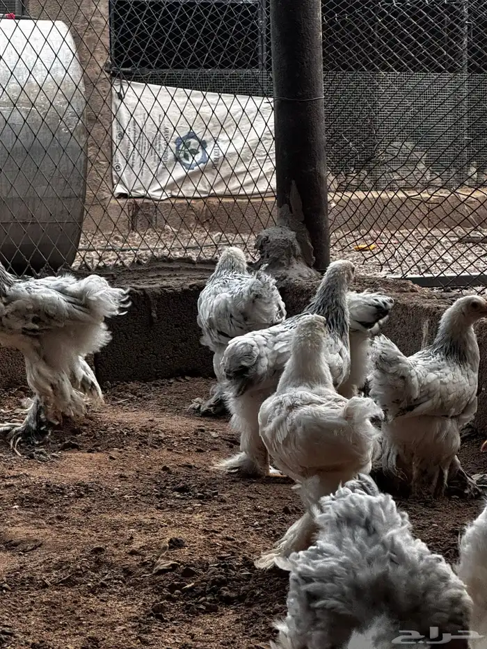 دجاج البراهما 4