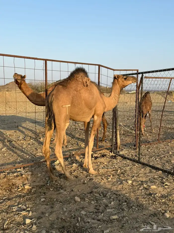 بكره حمرا لقيه 8