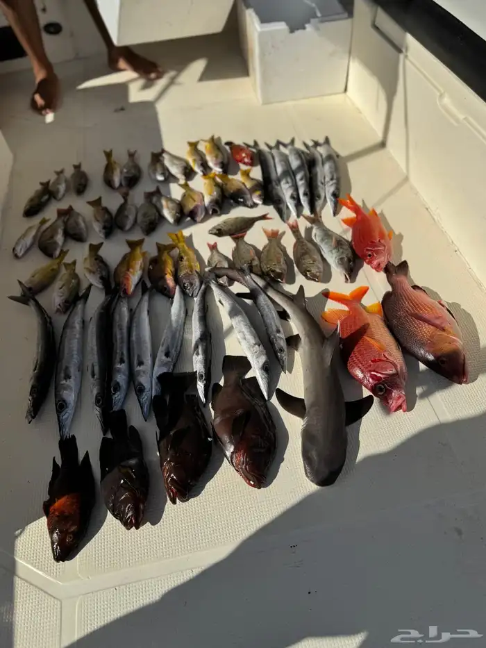 رحلات صيد رحله بحريه 2