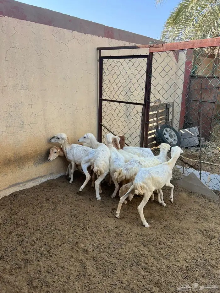 ضان رفيدية دفيع 3