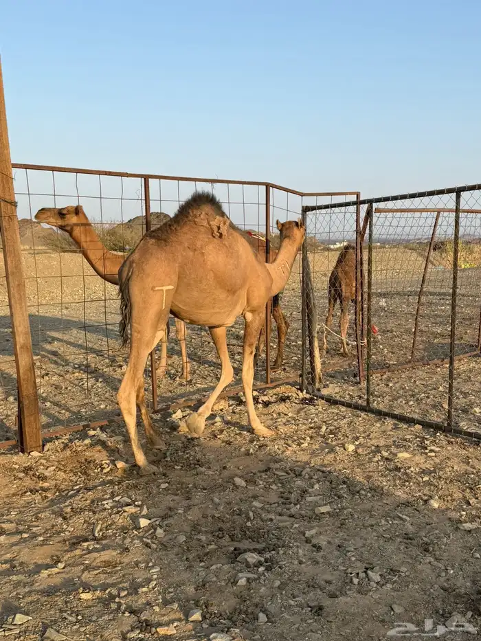 بكره حمرا لقيه 2