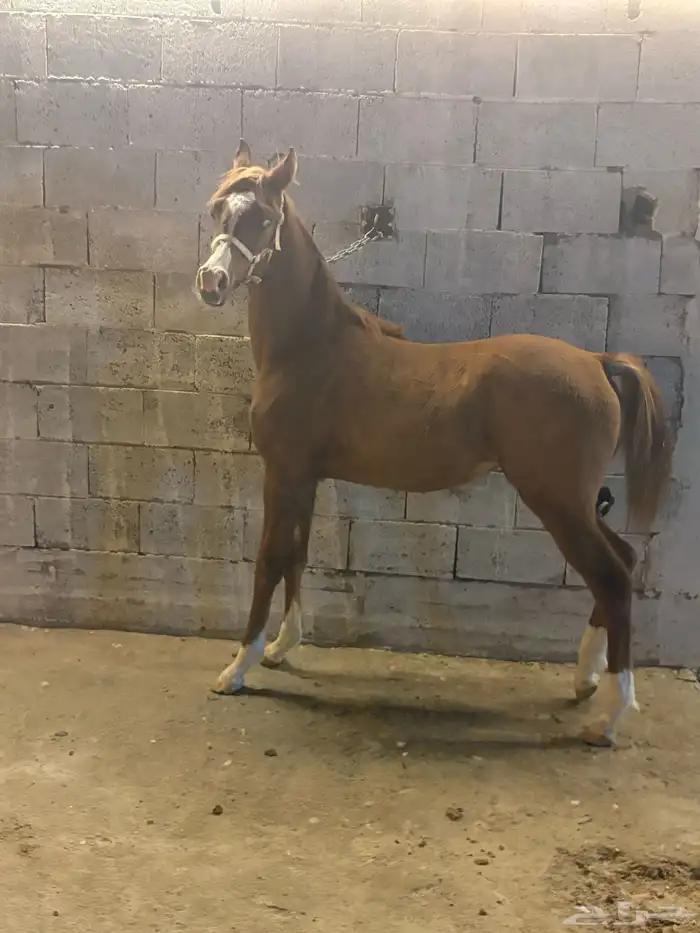 مهره شعبيه عربيه قطعه وجبار وكفو المهره 3