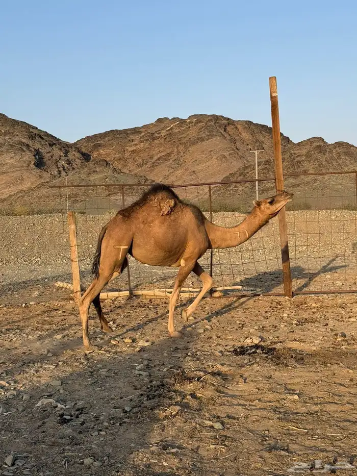 بكره حمرا لقيه 1