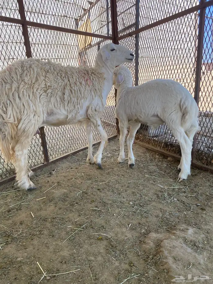 رخال صنف الصنف امات بهم 6