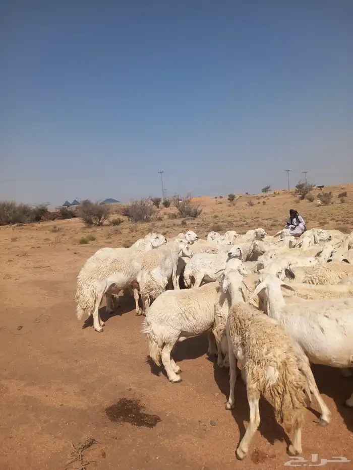 ضان حريات مقنوي حرش دفيع بفحولها 0