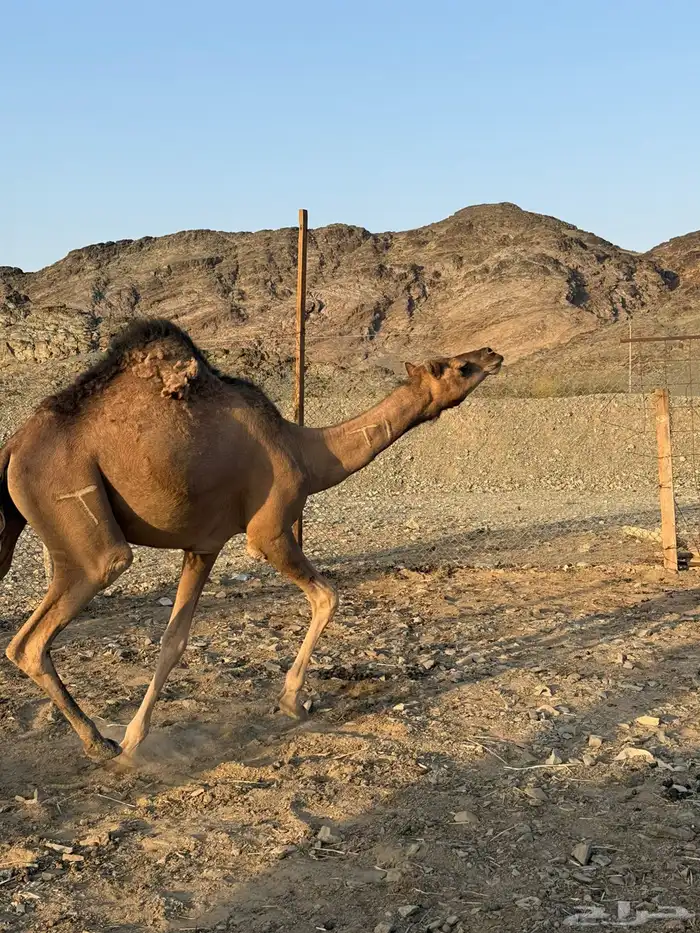 بكره حمرا لقيه 0