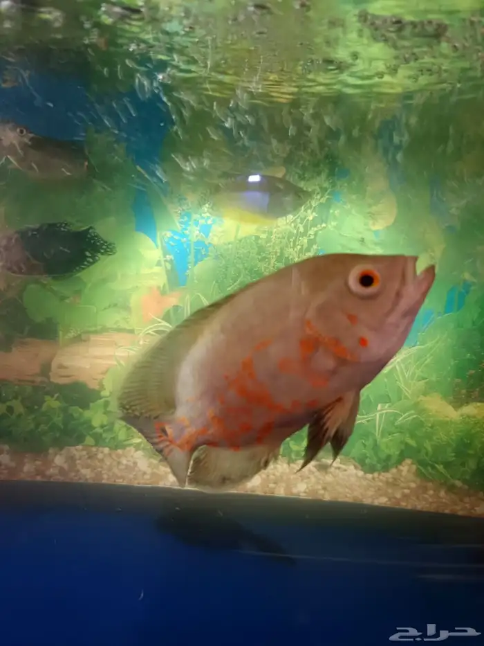 سمكة اوسكار 0