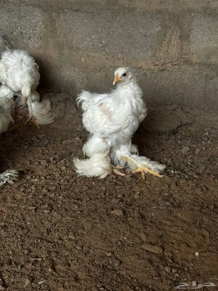 دجاج البراهما 3