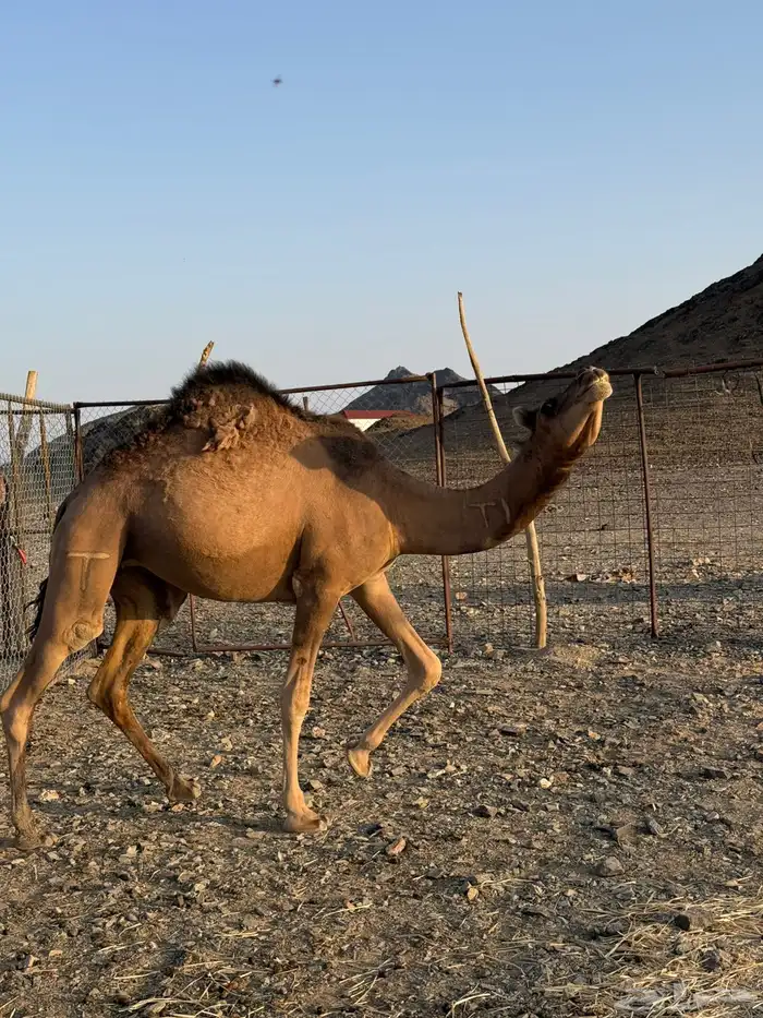 بكره حمرا لقيه 6