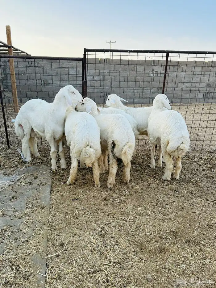 بهم حري فاخر 1