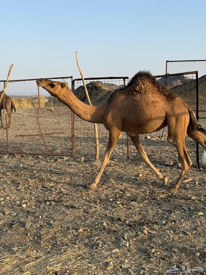 بكره حمرا لقيه 3