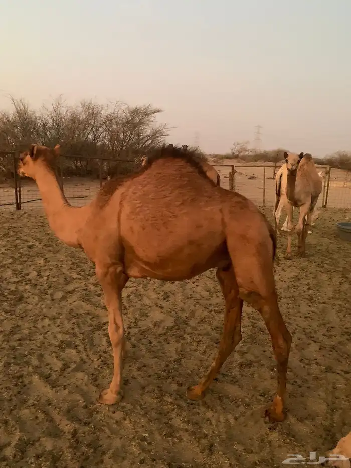 قعود مفرود تم البيع 0