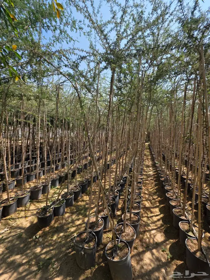 خبيز ساحلي   فرشاة الزجاج   لوز هندي   فكس بلدي   طلح نجدي 4