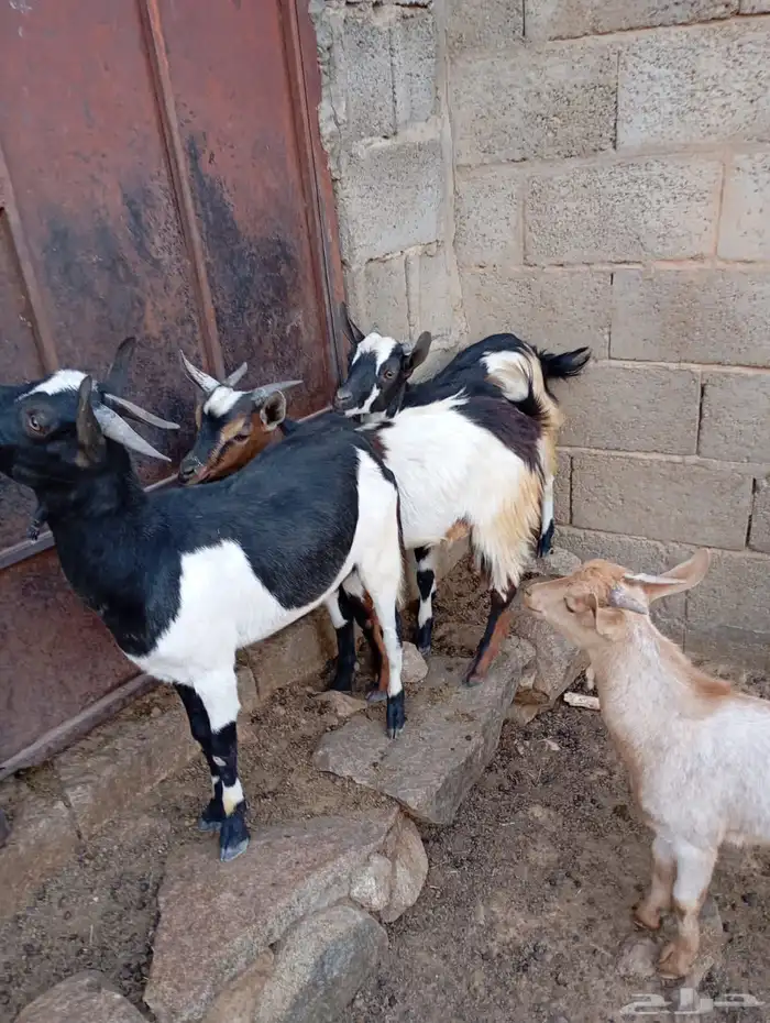 تيوس شحم ولحم 1