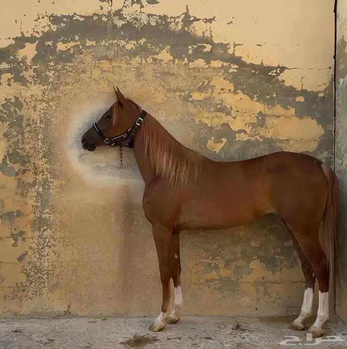 فرس معها مهره 3