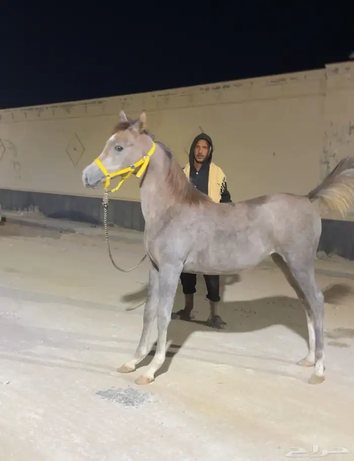 فرس معها مهره 9