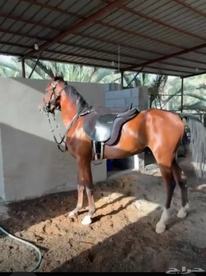 حصان شعبي للبيع 1