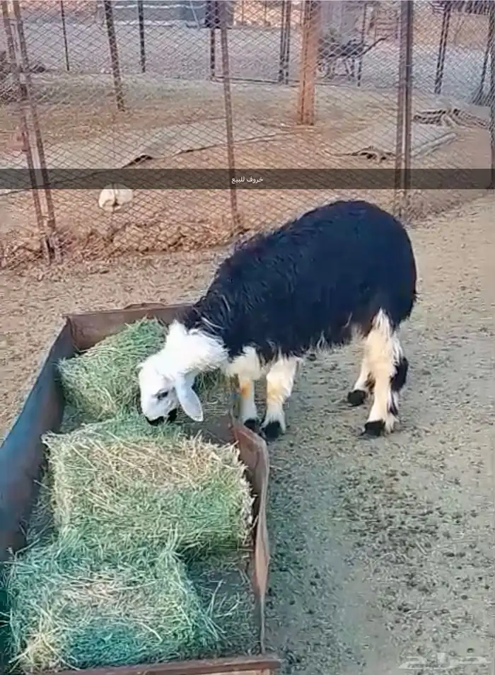 خروف للبيع 0