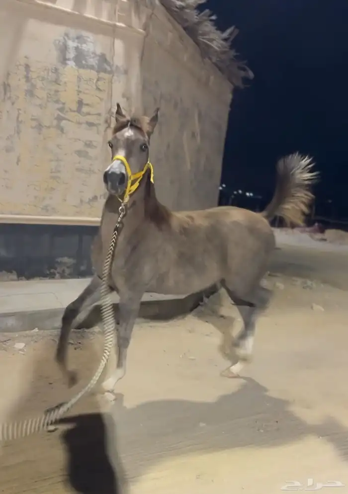 فرس معها مهره 10