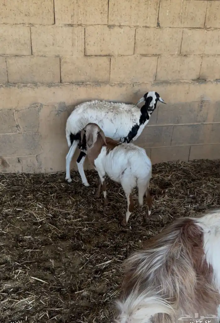 بربريه معها رخل 0