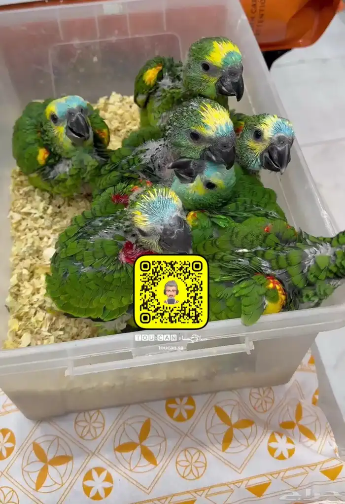 فروخ امازون بلوفرنتد 1