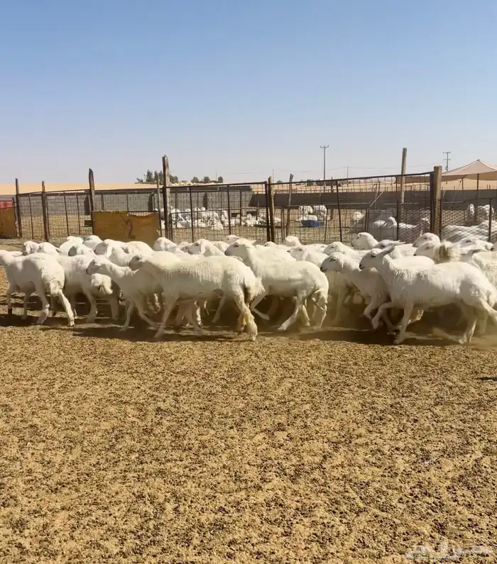 رخال حريات جذعات حرش مراح 150   7 شهور 6