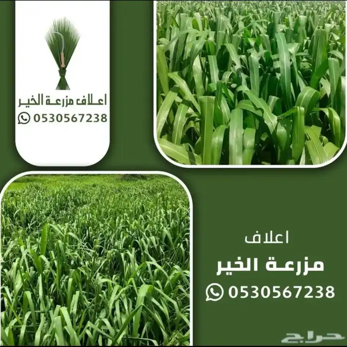 اعلاف علف وشتلات بونيكام اسباني سوبر موباسا 2