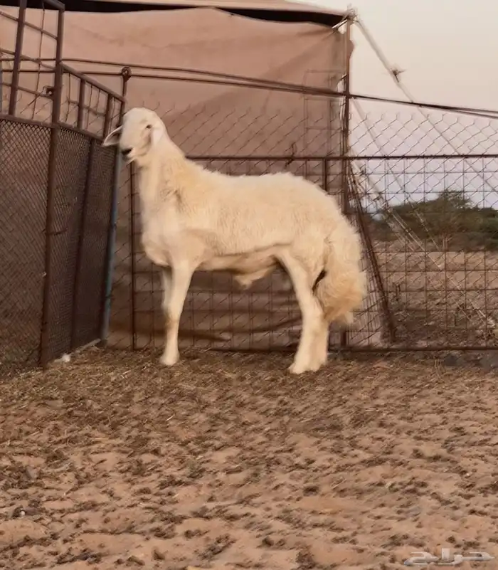 طلي مشروع فحل 1