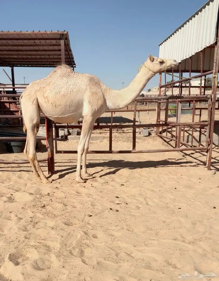 لقحه هجن بكر 0