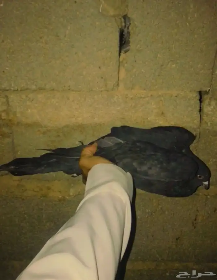 للبيع حمام مصري 4