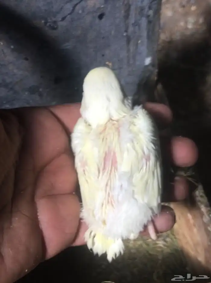 فروخ روز تحت رعاية الازواج العدد من 6 الى 8 قابل للزياده 3