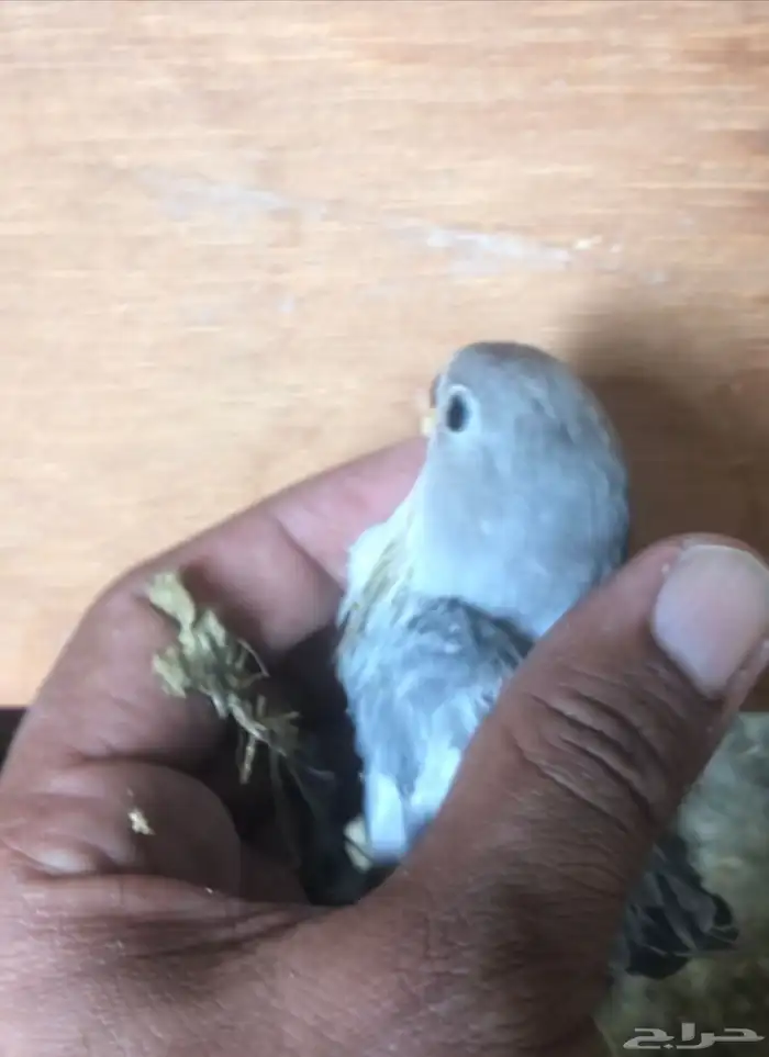 فروخ روز تحت رعاية الازواج العدد من 6 الى 8 قابل للزياده 4