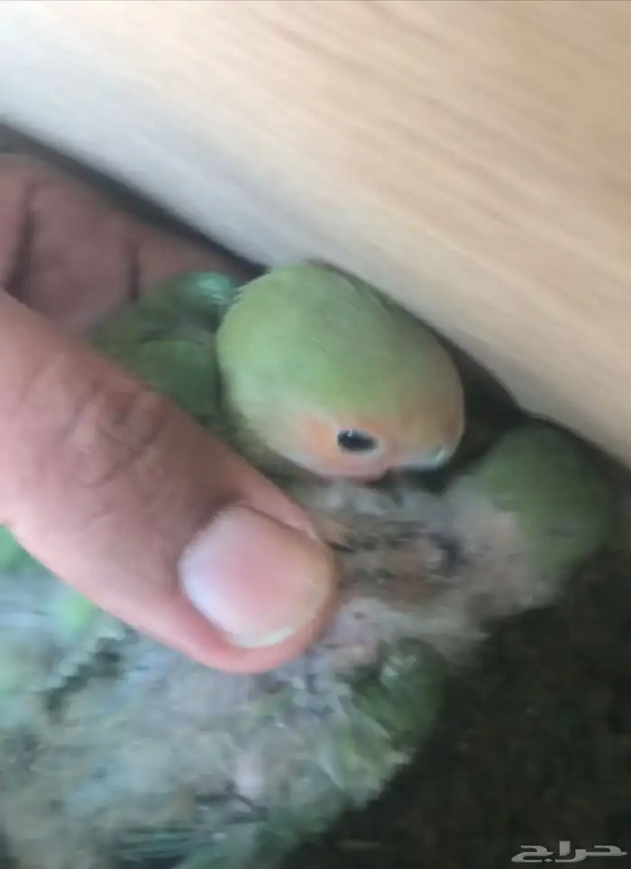 فروخ روز تحت رعاية الازواج العدد من 6 الى 8 قابل للزياده 1