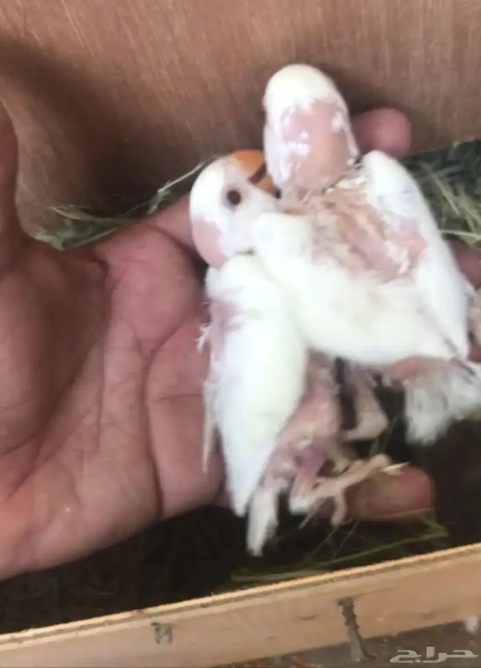 فروخ روز تحت رعاية الازواج العدد من 6 الى 8 قابل للزياده 2