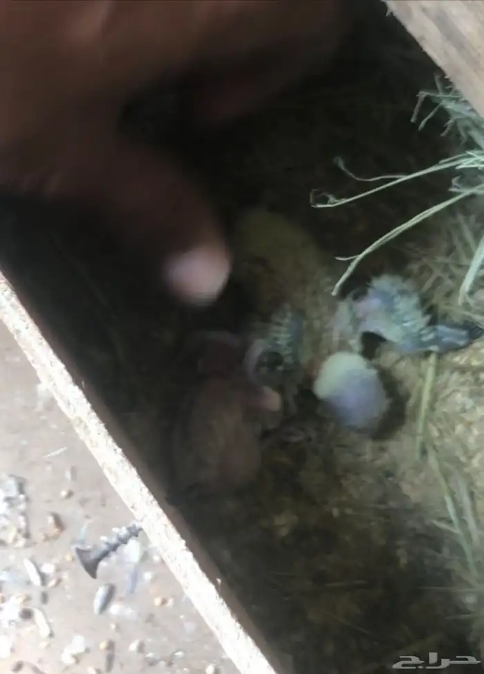 فروخ روز تحت رعاية الازواج العدد من 6 الى 8 قابل للزياده 5