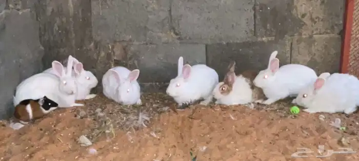 ارانب منتجه 0