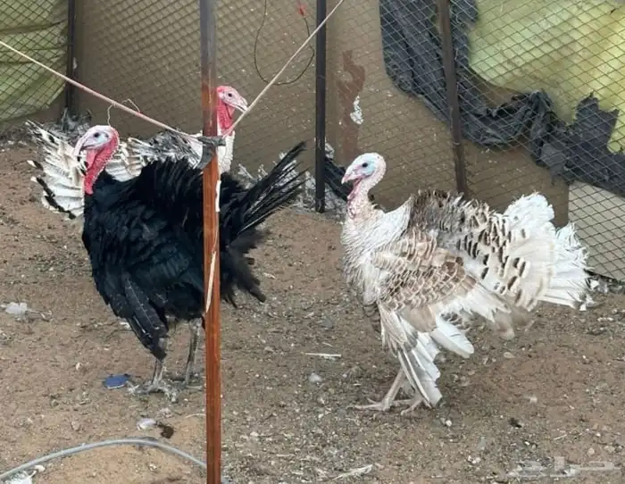 ديوك رومي عدد 4 1