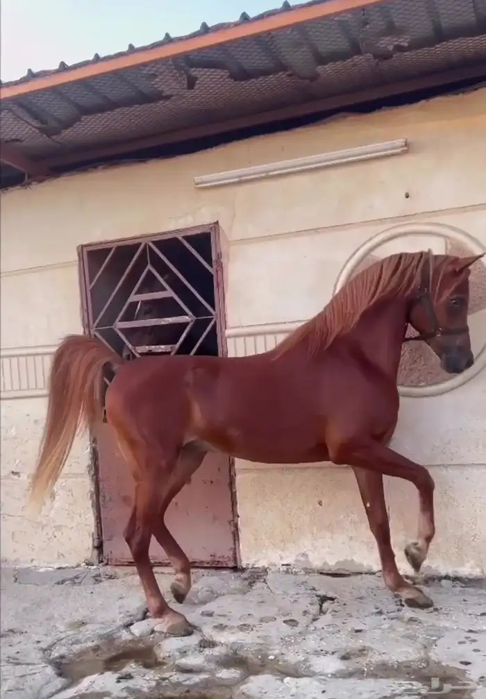 حصان عربي مصري بيور 2