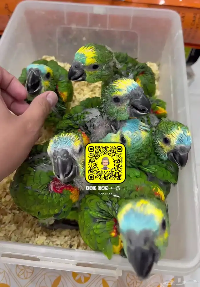 فروخ امازون بلوفرنتد 0