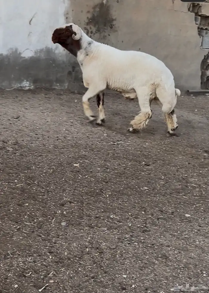 جدع نعيمي صنف فاخر للبيع 4