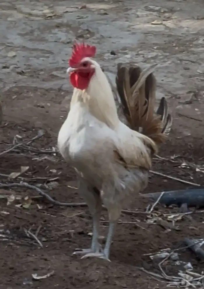 للبيع ديوك 1