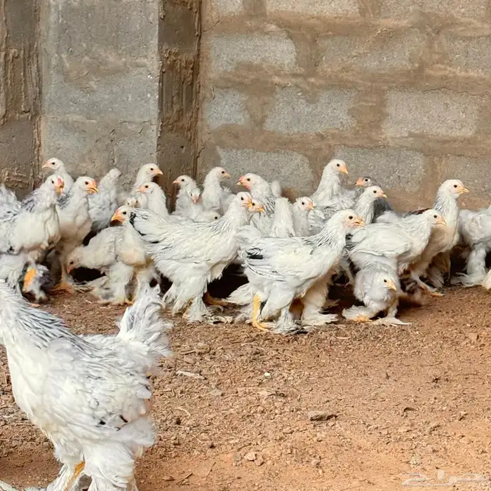 دجاج البراهما 5