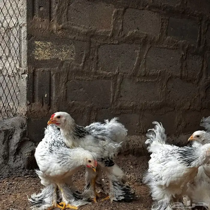 دجاج البراهما 6