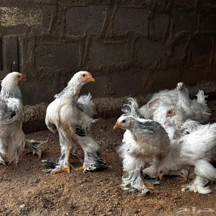 دجاج البراهما 0