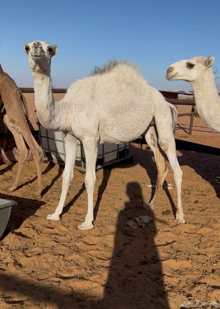 ثلاث قعدان وبكرتين قصب 2