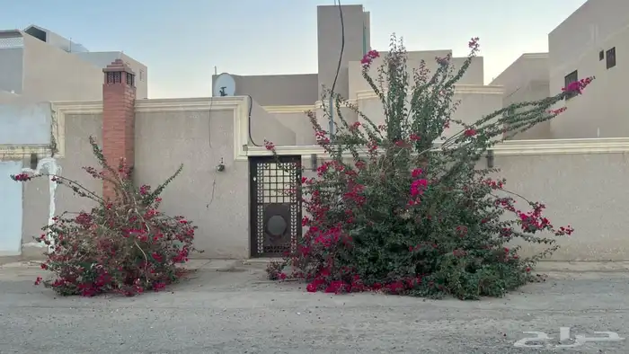 للبيع شجره جهنيمه 2