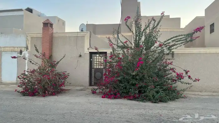 للبيع شجره جهنيمه 1