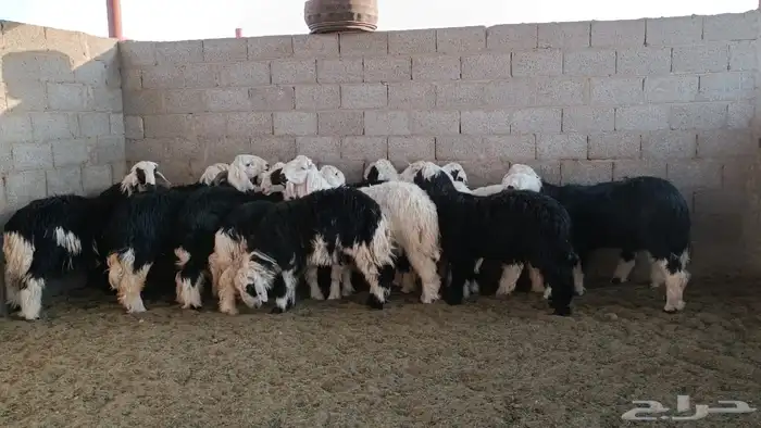 خرفان طيبه حد الغلاق عدد 18 0