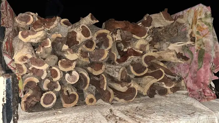 حطب سمر شرط 3